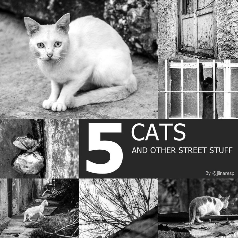 Tcats.jpg