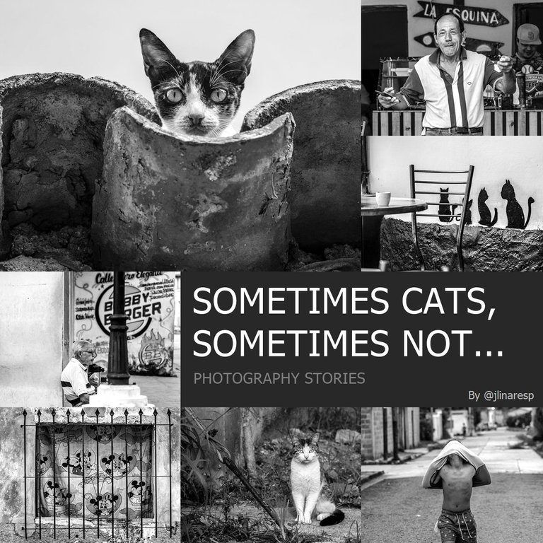 Tcats.jpg