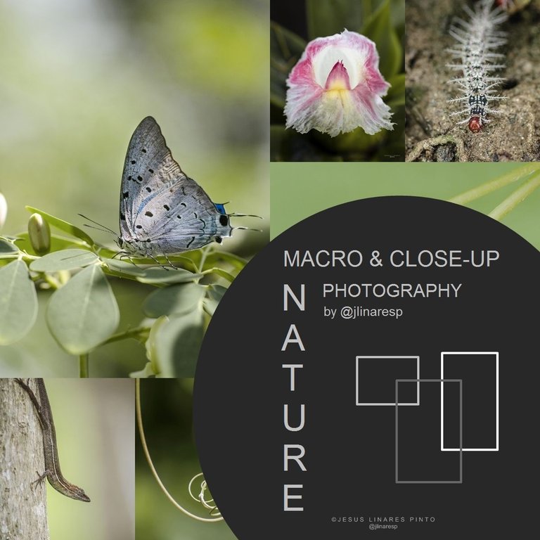 MACRO & CLOSE-UP NATURE PHOTOGRAPHY  || ENG-ESP || (12 Pics)