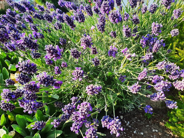 Enjoying a Beautiful Nature Walk After a Stressful Week of Work.