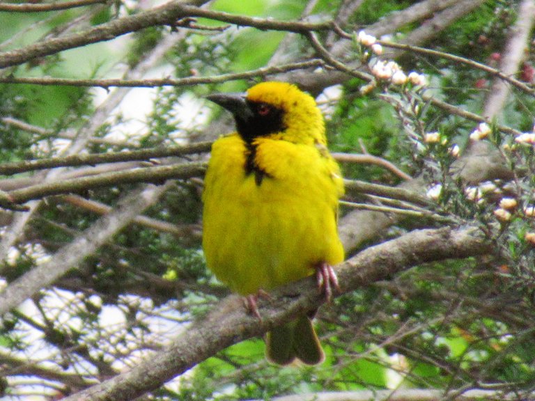 0702MaskedWeaver.JPG