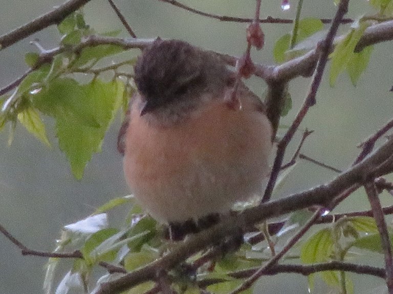 0109-FemaleAfricanStonechat.JPG