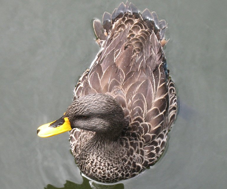 1365_Yellow-billedDuck.jpg