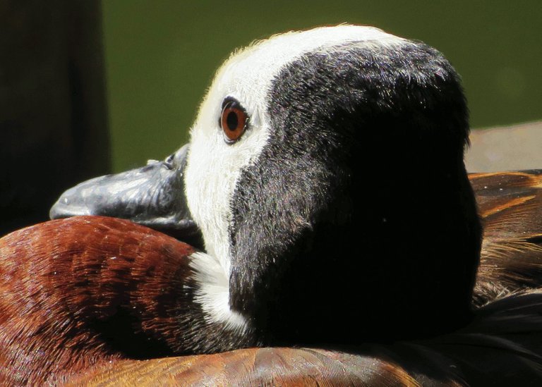 3843-Eye_White-faced Whistling duck.jpg