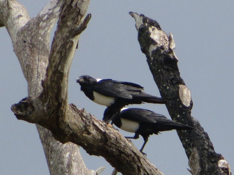 2540-PiedCrows.JPG