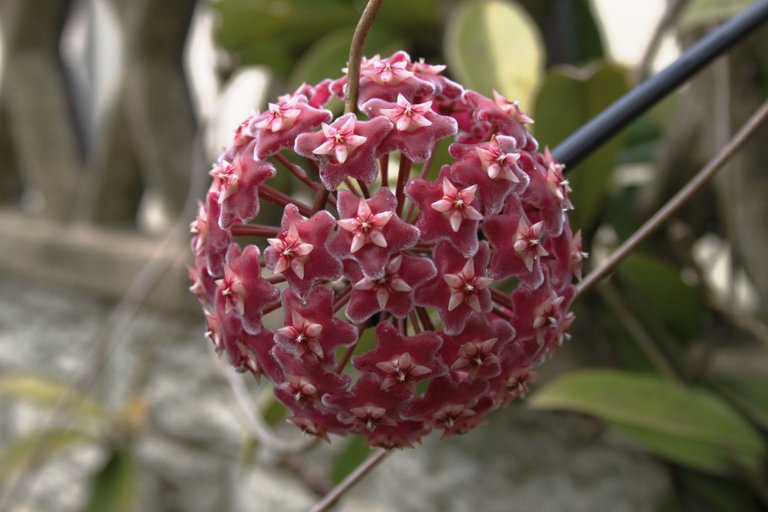 0146-WaxyPland-Hoya carnosa.JPG