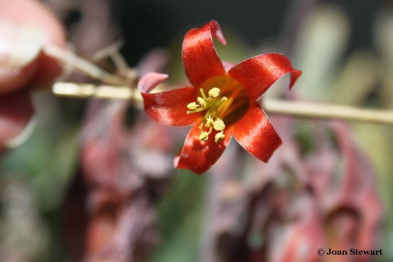 Drakensberg Flower.JPG
