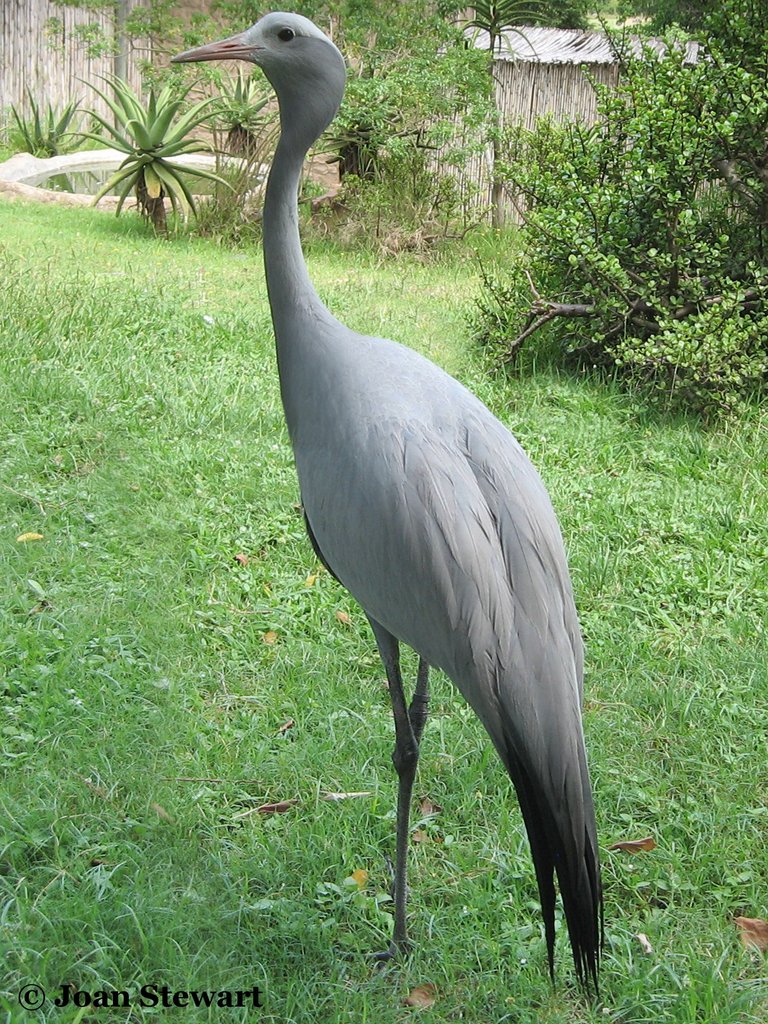 Blue Crane.jpg