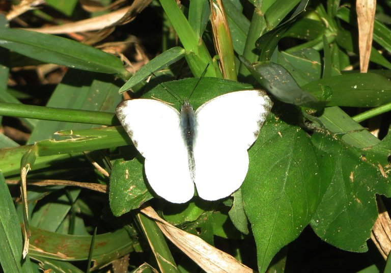 2391-Buquet's Vagrant Nepheronia buquetii .JPG