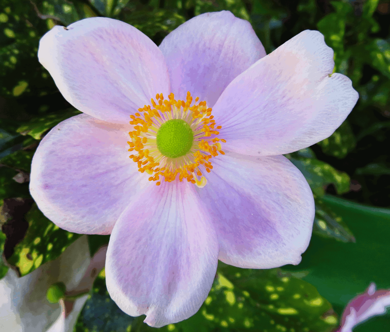 Japanese anemones2665.png