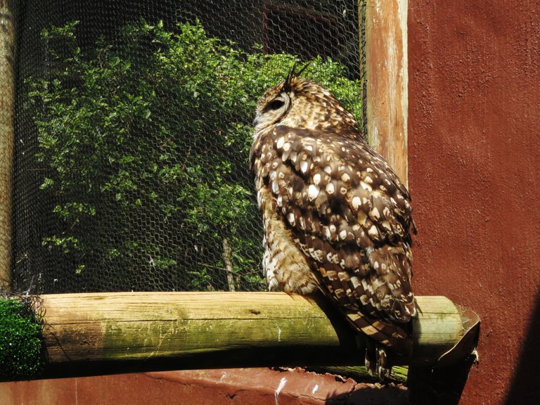 0521CapeEagleOwl.JPG