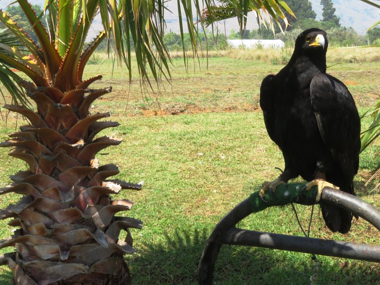 0553Verreaux'sEagle.JPG