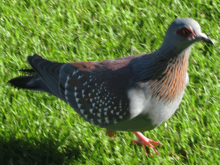 Speckled Pigeon.png