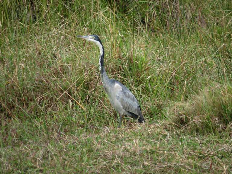 2698-GreyHeron.JPG