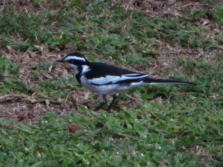 1471-PiedWagtail.JPG