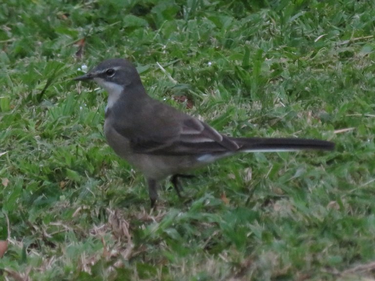 1457-Wagtail.JPG