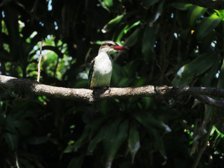 5168-Brown-hoodedKingfisher.JPG