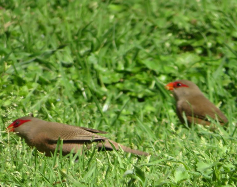 1122-Common Waxbill-Estrilda astrild.JPG