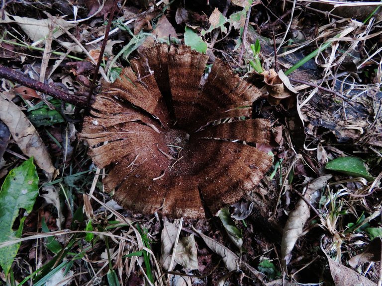 2642-Mushroom.JPG