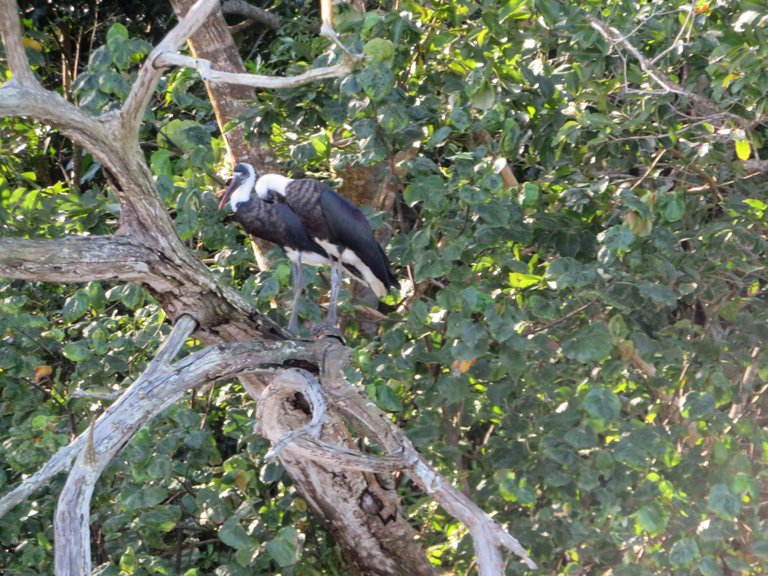 2930-WooleyNeckedStorks.JPG