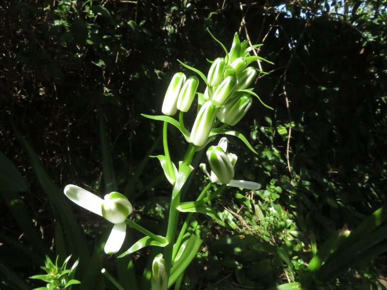 3990-Albuca.JPG