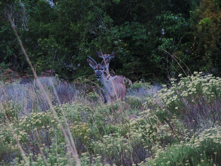 2719-Kudu.JPG