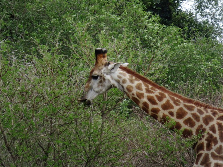 2554-Giraffe.JPG