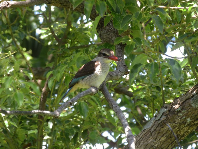 5171-Brown-hoodedKingfisher.JPG