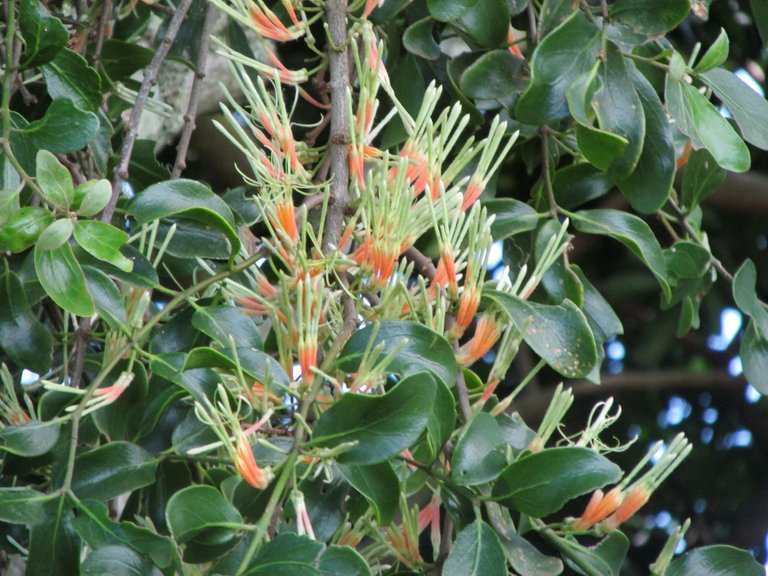 4790-hairy mistletoe .JPG