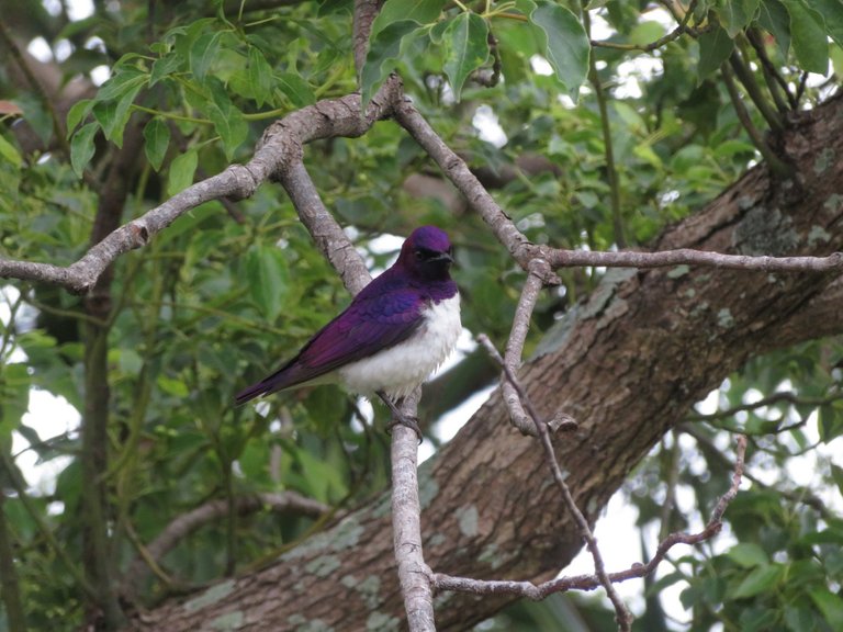 Violet-backed Starling (Cinnyricinclusleucogaster)_4917.JPG