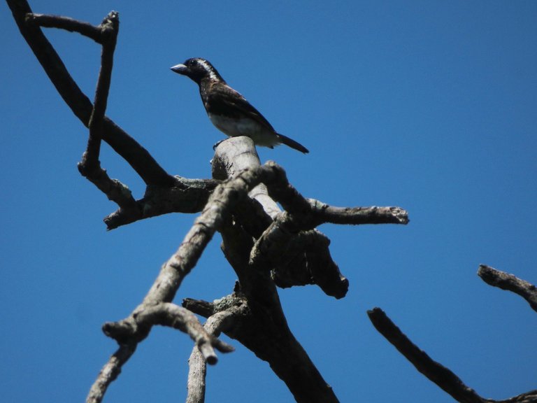 5161-White-earedBarbet.JPG