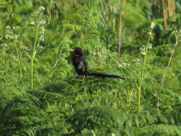 1127-Red-collared widowbird.JPG
