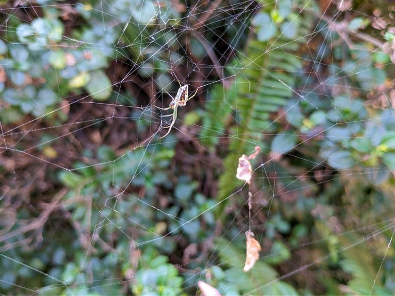Spider.jpg