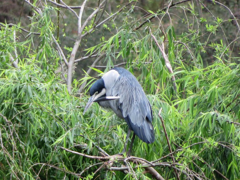 0856-Black-headed Heron.JPG