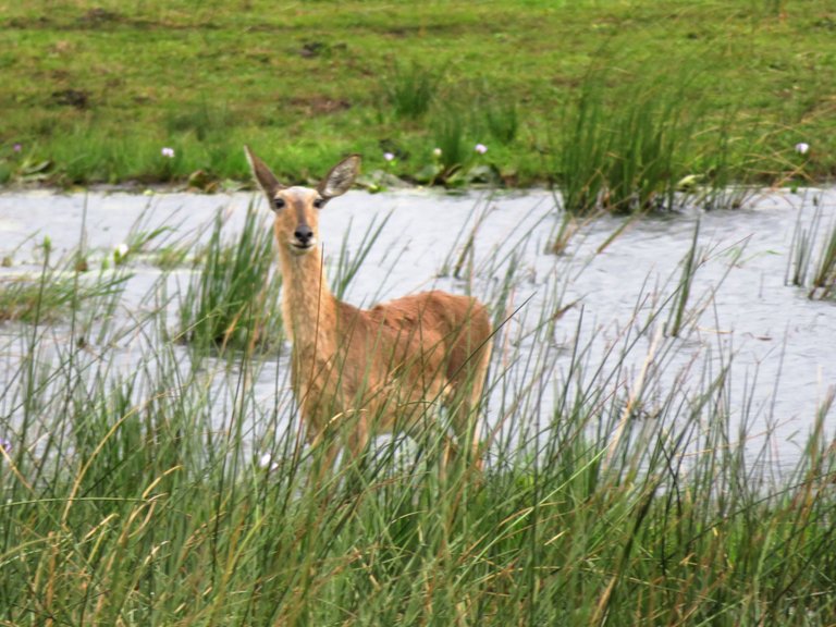 2600-Reedbuck.JPG