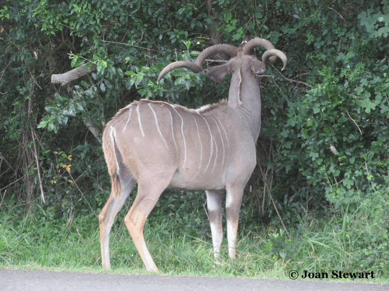 Kudu Horns.png