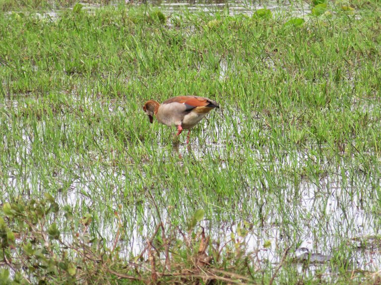 2624-EgyptianGoose.JPG