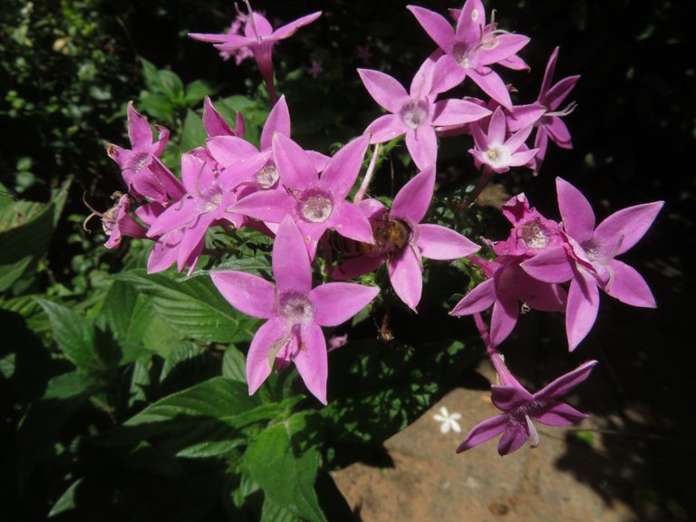 4168-Star Flower (Pentas lanceolata).JPG