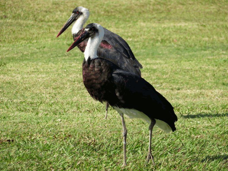 4076-Woolly-necked Stork.jpg