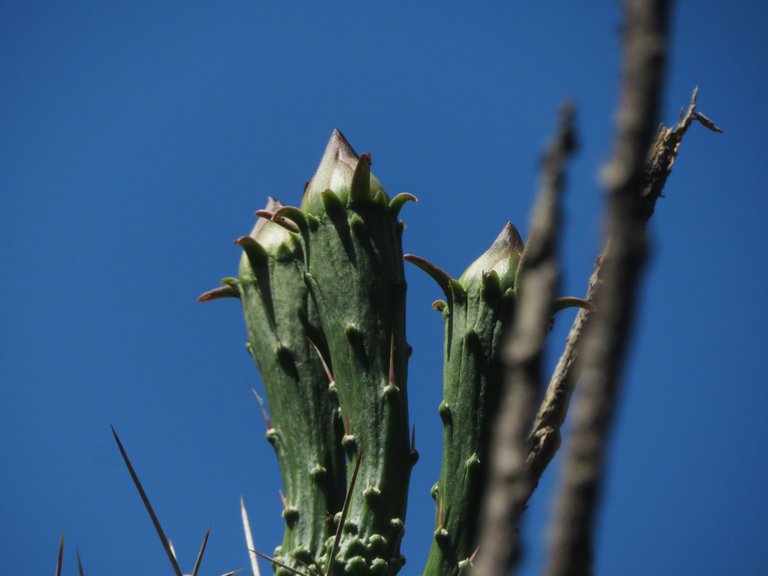 5730-CactusFlower.JPG
