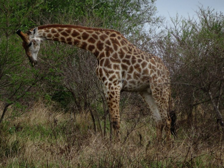 2546-Giraffe.JPG