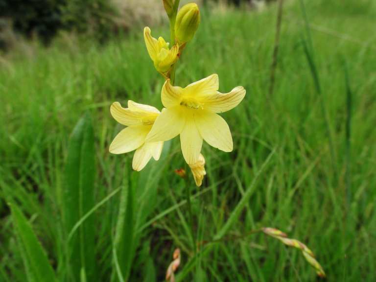 IMG_3022-Moraea alticola.JPG