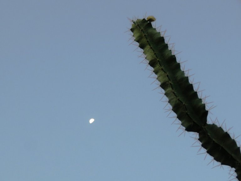 IMG_8098.JPG