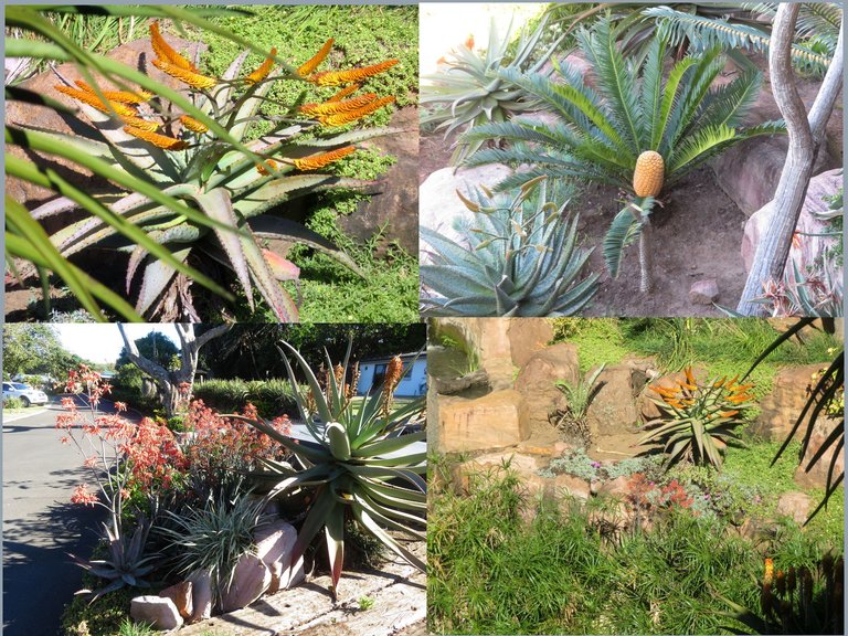 WinterPlants.png