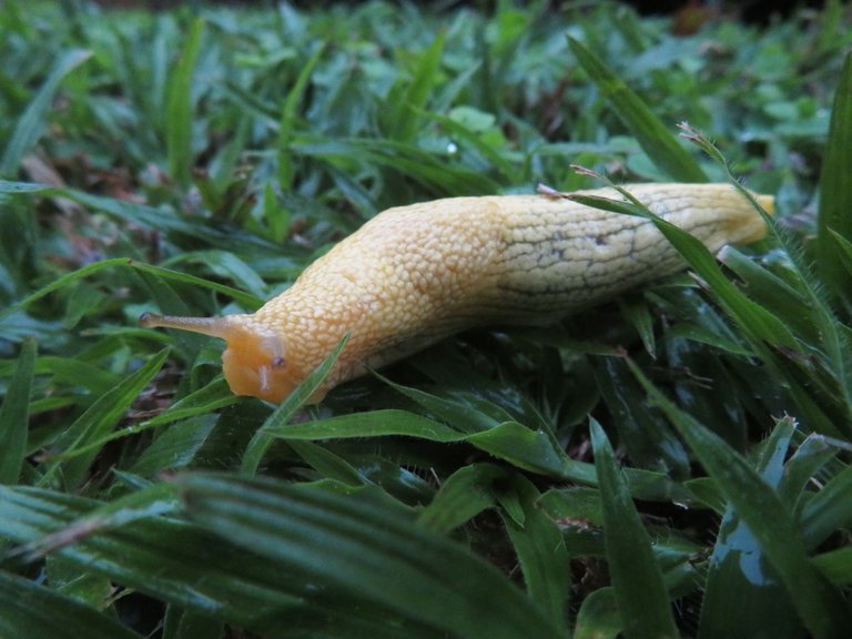 5069-African banana slugs (Elisolimax flavescens).JPG