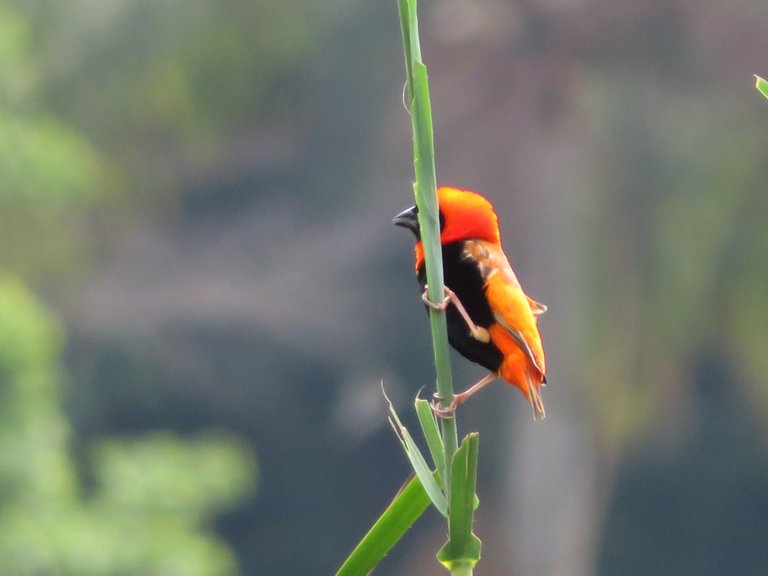 1352-Southern Red Bishop.jpg