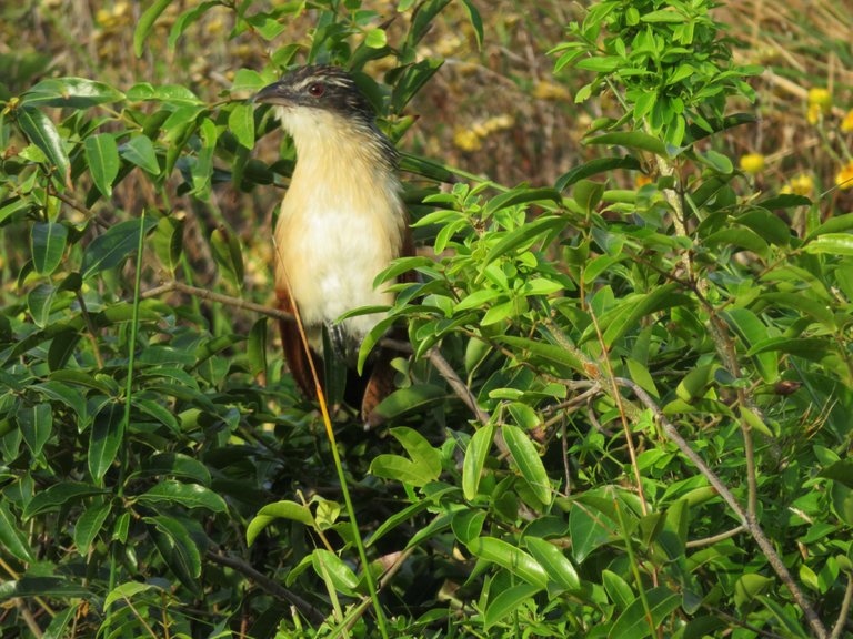 IMG_0529-Burchell's coucal.JPG