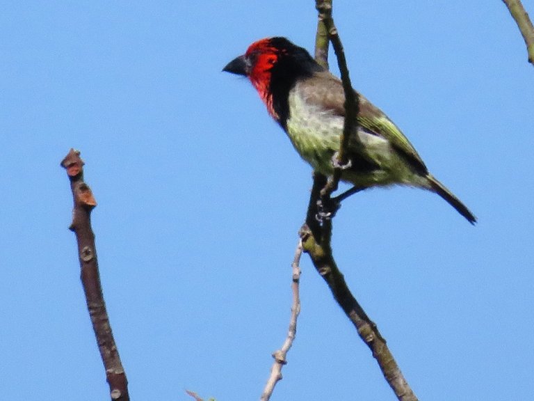 9367-BlackCollaredBarbet.JPG