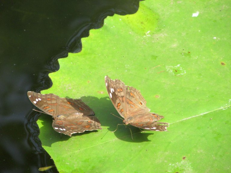 IMG_0251.JPG