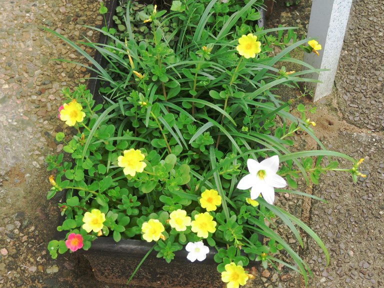 Yellow-Pink-White.JPG